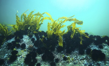 LE ALGHE: L'ALLEATO NATURALE PER IL BENESSERE FISICO
